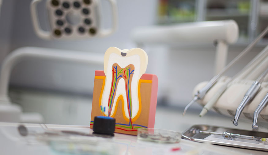 Teeth Models Showing A Healthy Tooth And Root Canal